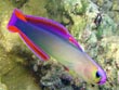 Purple Firefish